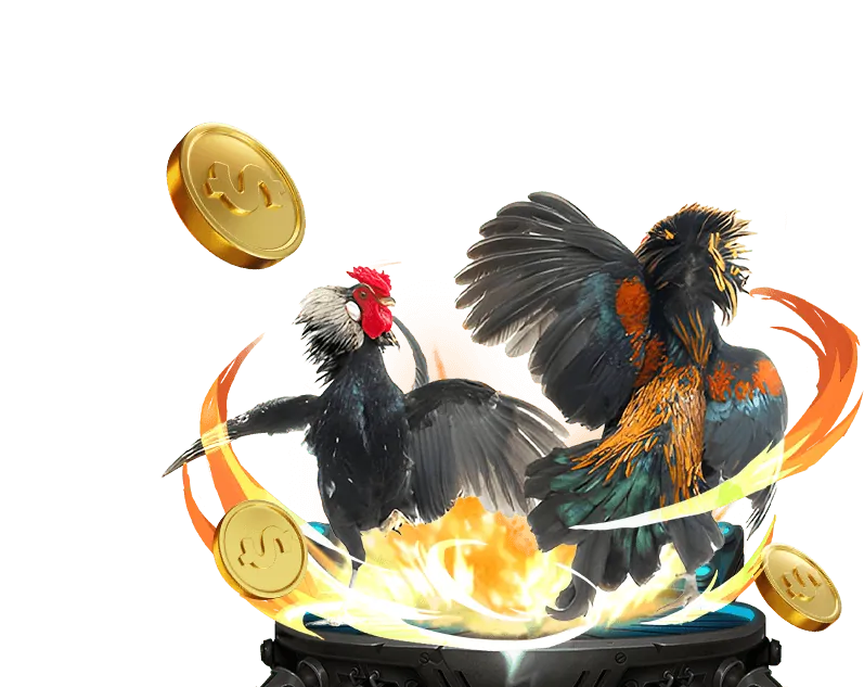 Một trận đấu đá gà đòn Thomo kịch tính tại trường gà Thomo, thể hiện không khí sôi động và quy tắc rõ ràng